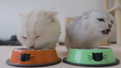 国产猫粮制作视频,匠心独运，品质生活从“粮”开始